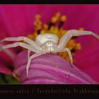 Veränderliche Krabbenspinne - Misumena vatia (0738)