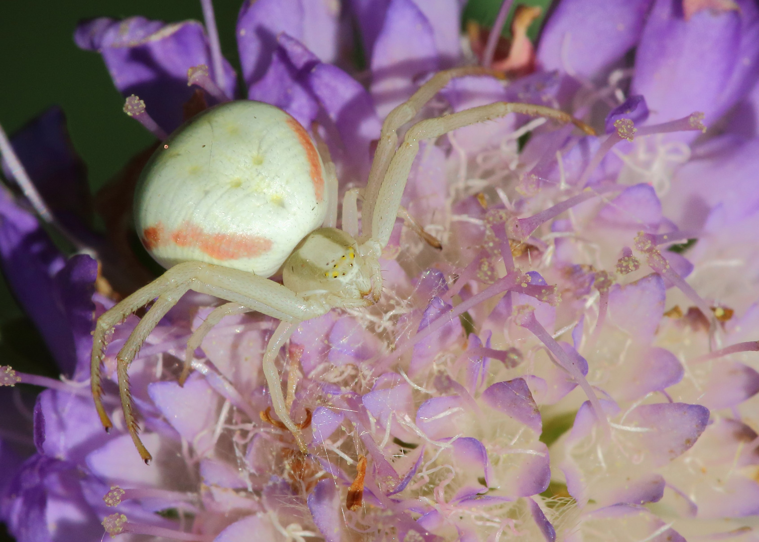 Veränderliche Krabbenspinne/ Misumena Vatia