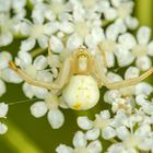 Veränderliche Krabbenspinne (Misumena vatia)