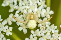 Veränderliche Krabbenspinne (Misumena vatia)