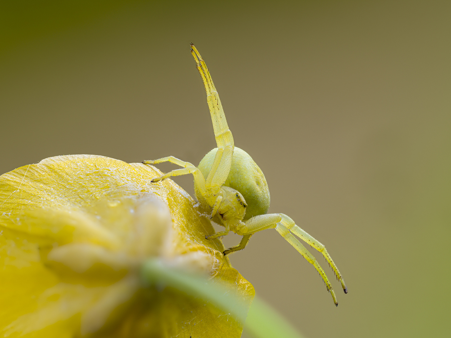 Veränderliche Krabbenspinne - Misumena vatia