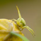 Veränderliche Krabbenspinne - Misumena vatia