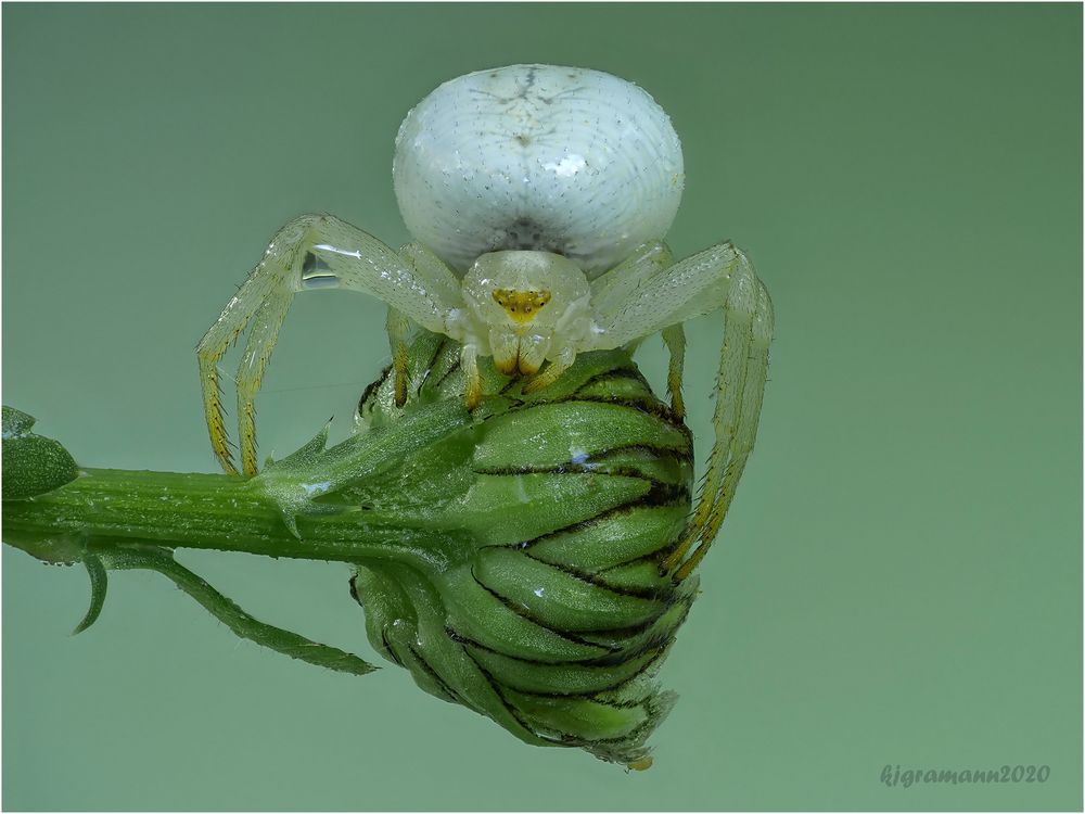 veränderliche krabbenspinne (misumena vatia)....