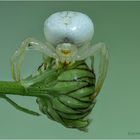 veränderliche krabbenspinne (misumena vatia)....