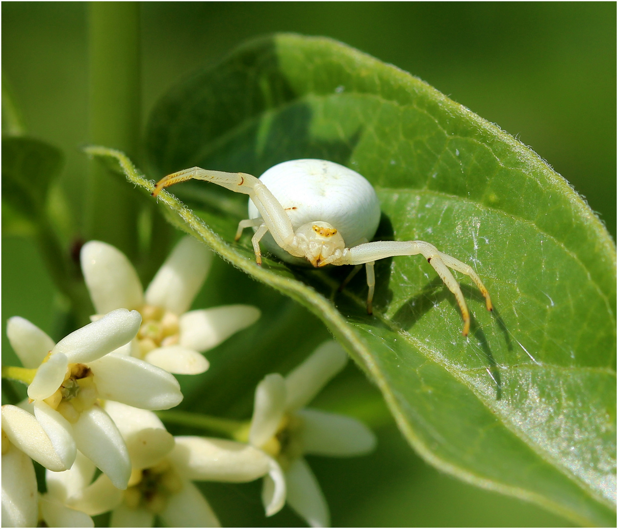 Veränderliche Krabbenspinne (Misumena vatia)...