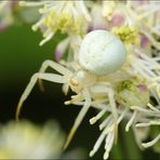 Veränderliche Krabbenspinne (Misumena vatia)