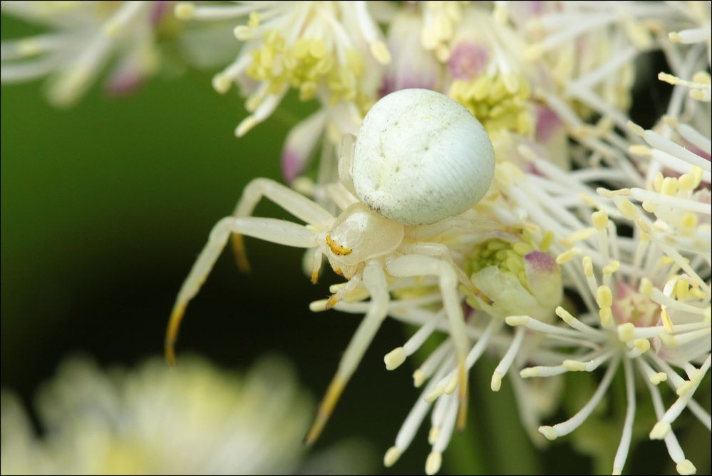 Veränderliche Krabbenspinne (Misumena vatia)