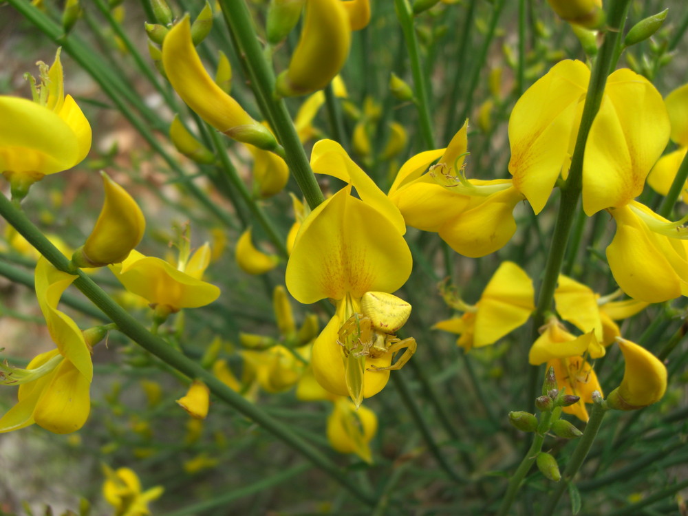 Veränderliche Krabbenspinne - Misumena vatia