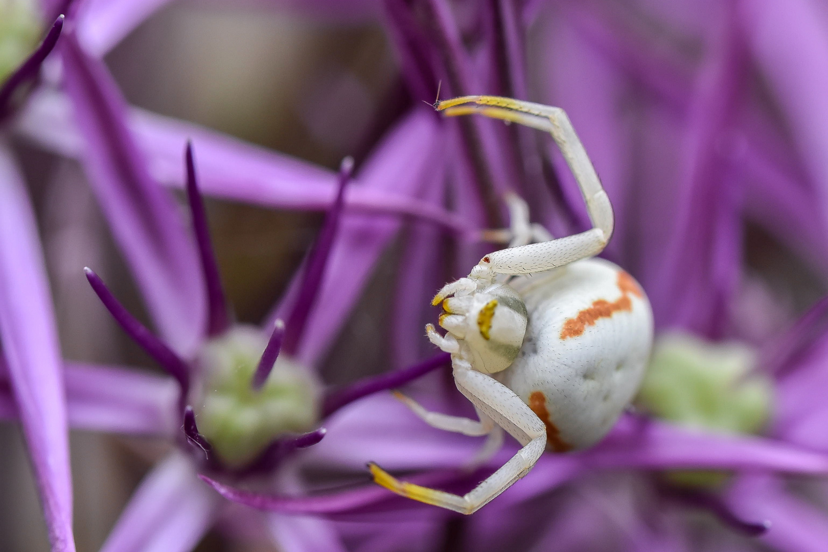 Veränderliche Krabbenspinne (Misumena vatia)