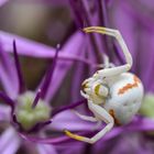 Veränderliche Krabbenspinne (Misumena vatia)