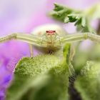 Veränderliche Krabbenspinne (Misumena vatia)