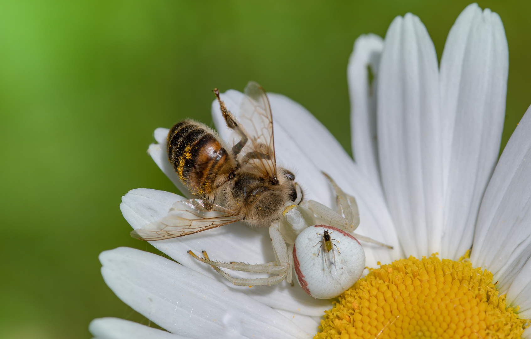 Veränderliche Krabbenspinne (Misumena vatia)