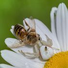 Veränderliche Krabbenspinne (Misumena vatia)