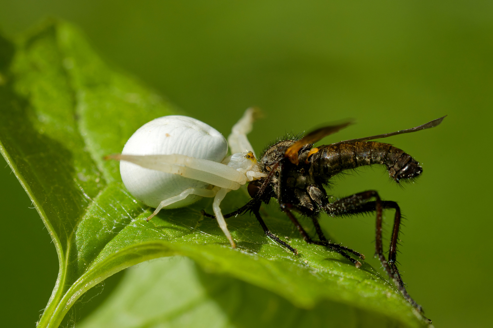 Veränderliche Krabbenspinne (Misumena vatia)