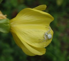 Veränderliche Krabbenspinne (Misumena vatia)