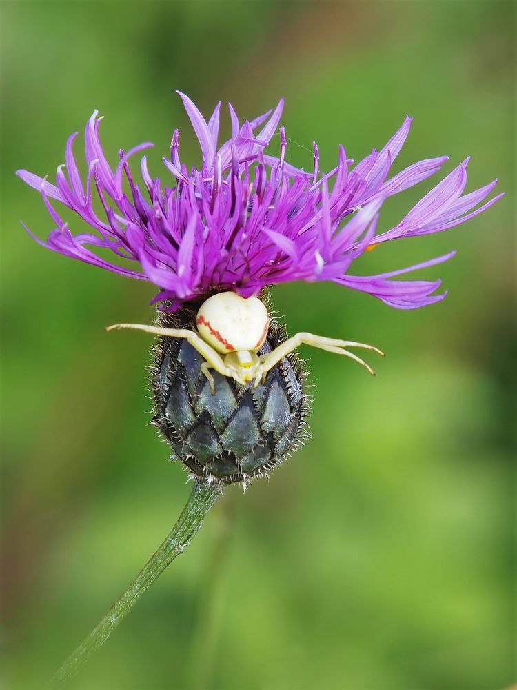 Veränderliche Krabbenspinne (Misumena vatia)