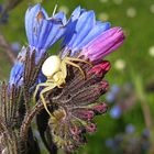 --- Veränderliche Krabbenspinne (Misumena vatia) ---