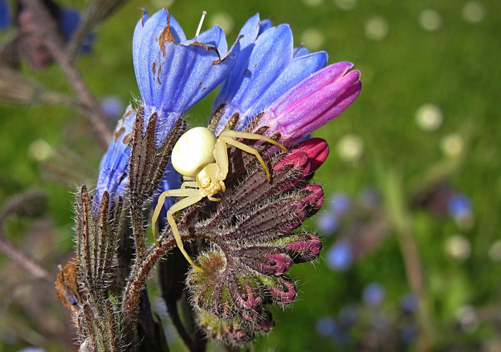 --- Veränderliche Krabbenspinne (Misumena vatia) ---