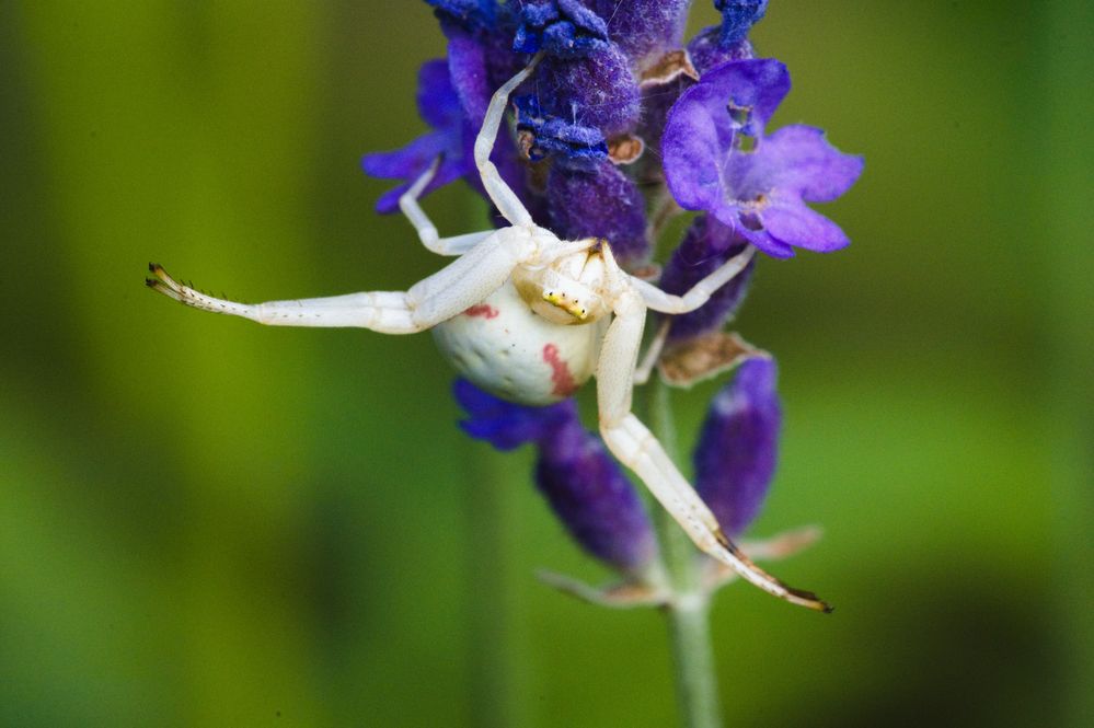  veränderliche Krabbenspinne, Misumena vatia