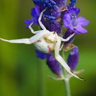  veränderliche Krabbenspinne, Misumena vatia