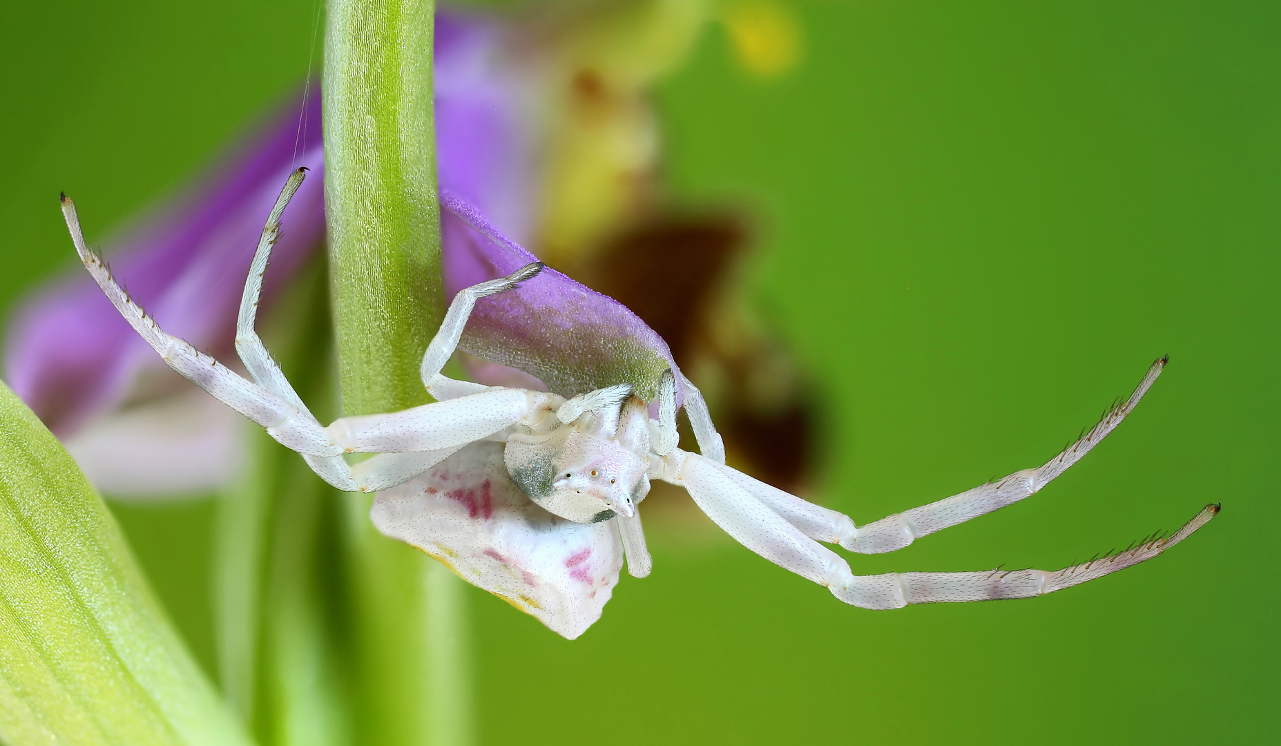 Veränderliche Krabbenspinne (Misumena vatia)  -