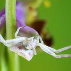 Veränderliche Krabbenspinne (Misumena vatia)  -