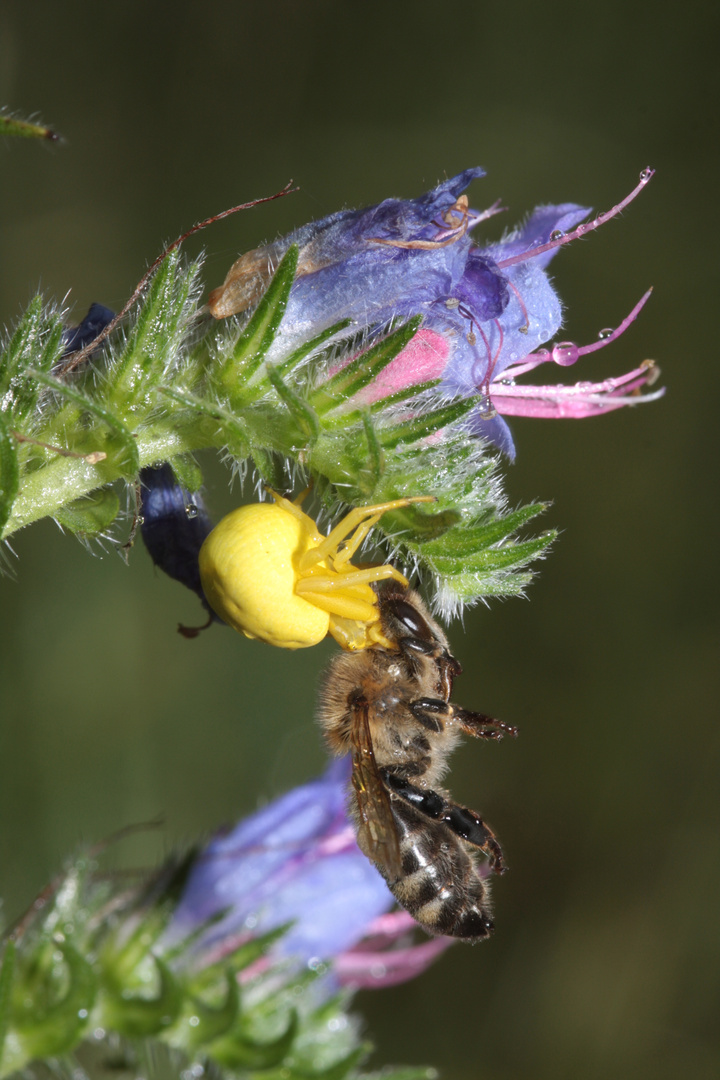 Veränderliche Krabbenspinne (Misumena vatia)