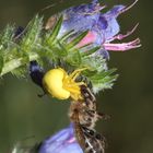 Veränderliche Krabbenspinne (Misumena vatia)