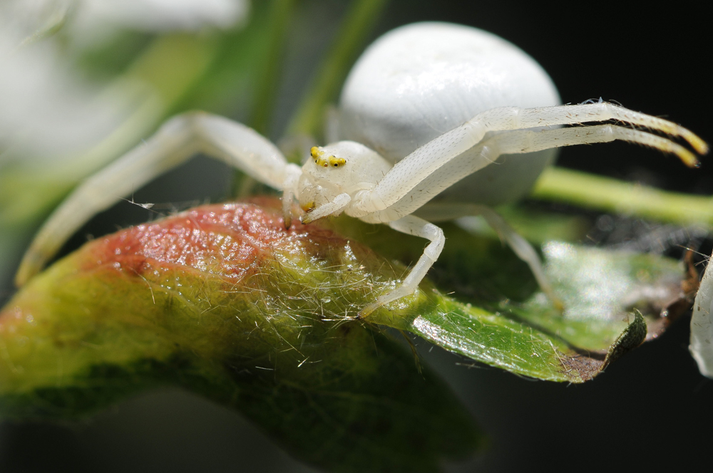 Veränderliche Krabbenspinne - Misumena vatia