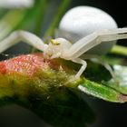 Veränderliche Krabbenspinne - Misumena vatia