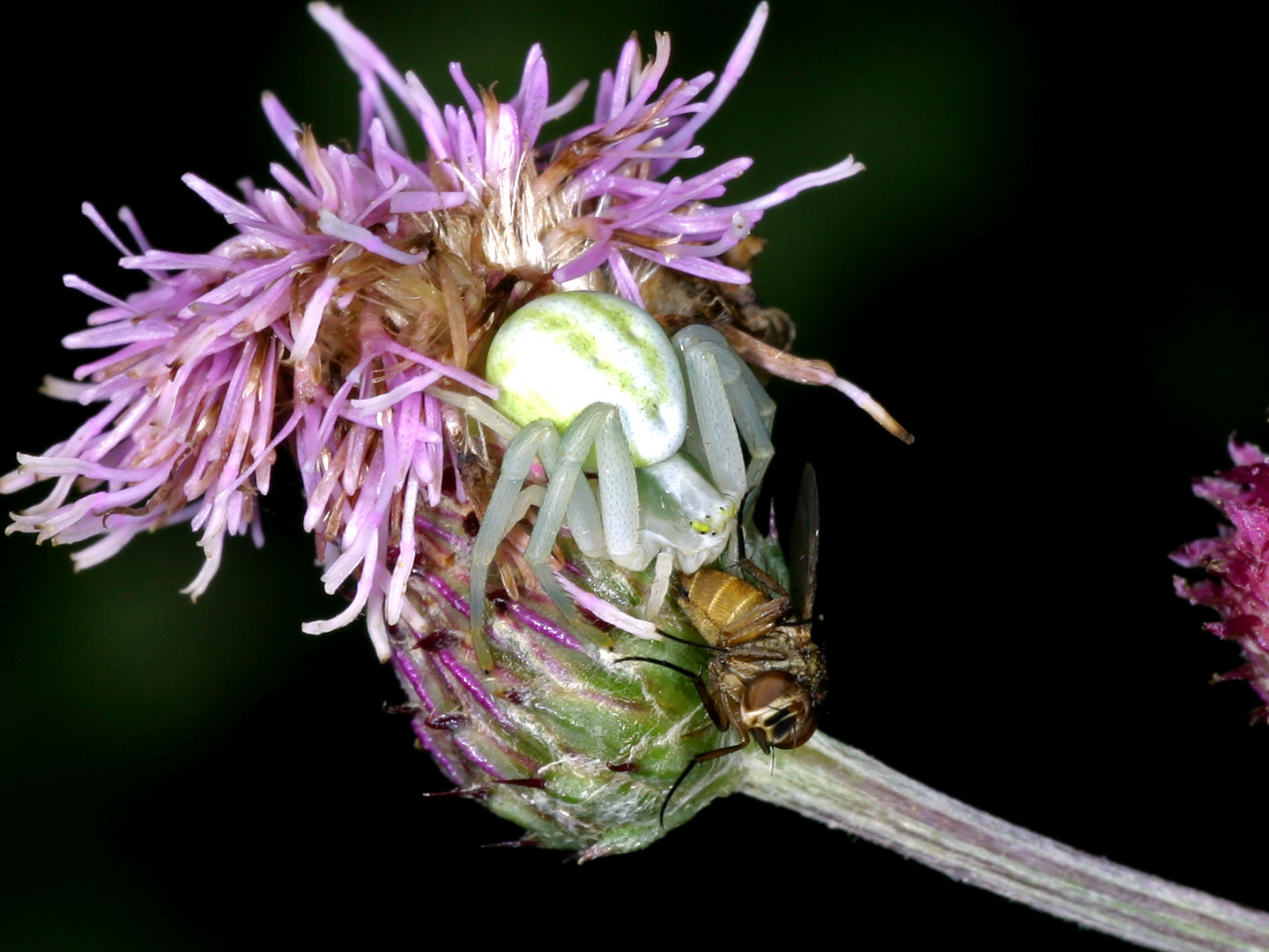 Veränderliche Krabbenspinne (Misumena vatia)...