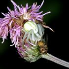 Veränderliche Krabbenspinne (Misumena vatia)...