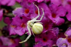 Veränderliche Krabbenspinne (Misumena vatia)