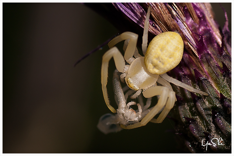 veränderliche Krabbenspinne (Misumena vatia)