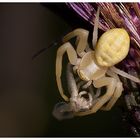 veränderliche Krabbenspinne (Misumena vatia)