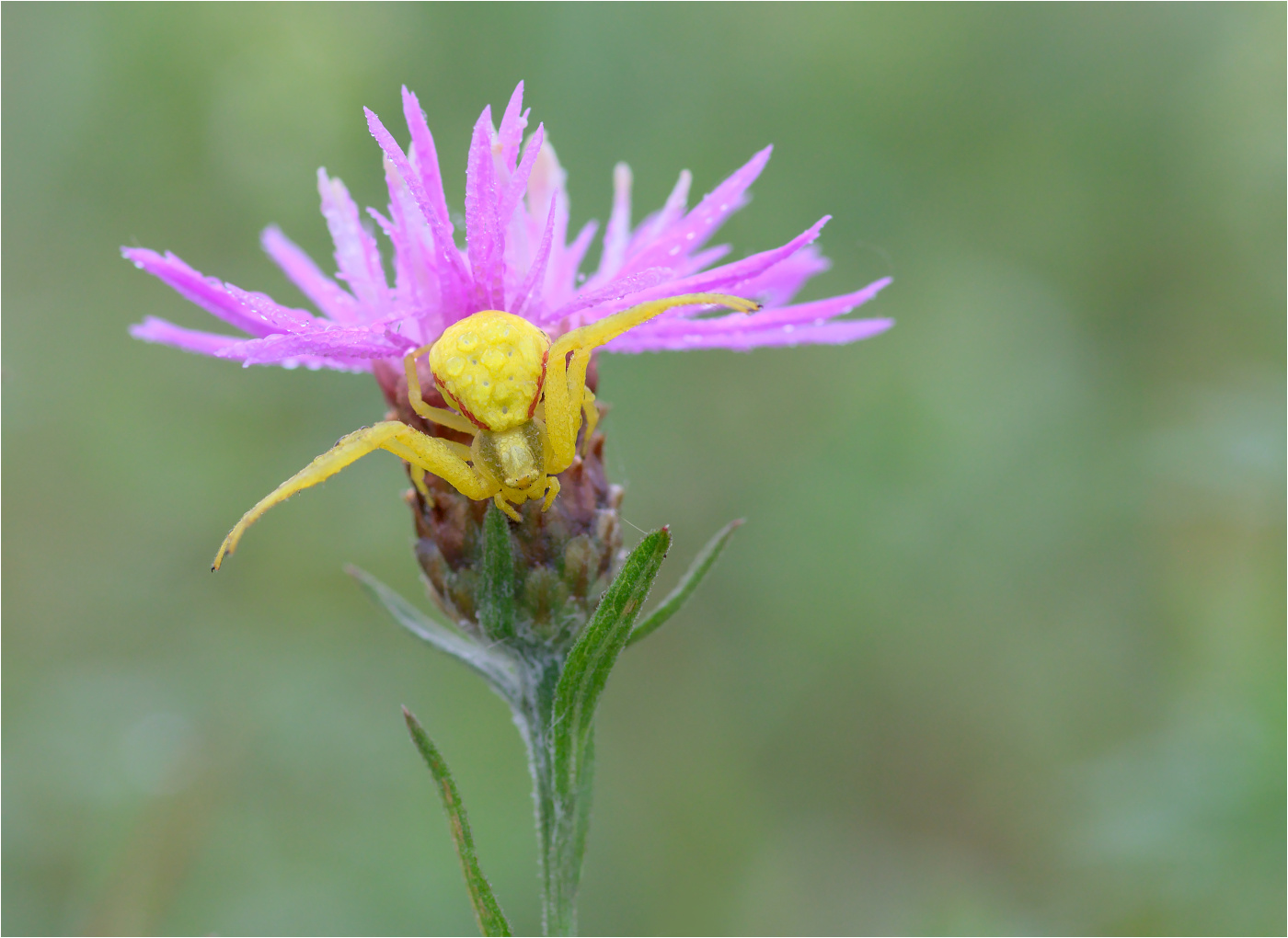 Veränderliche Krabbenspinne (Misumena vatia)