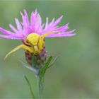 Veränderliche Krabbenspinne (Misumena vatia)