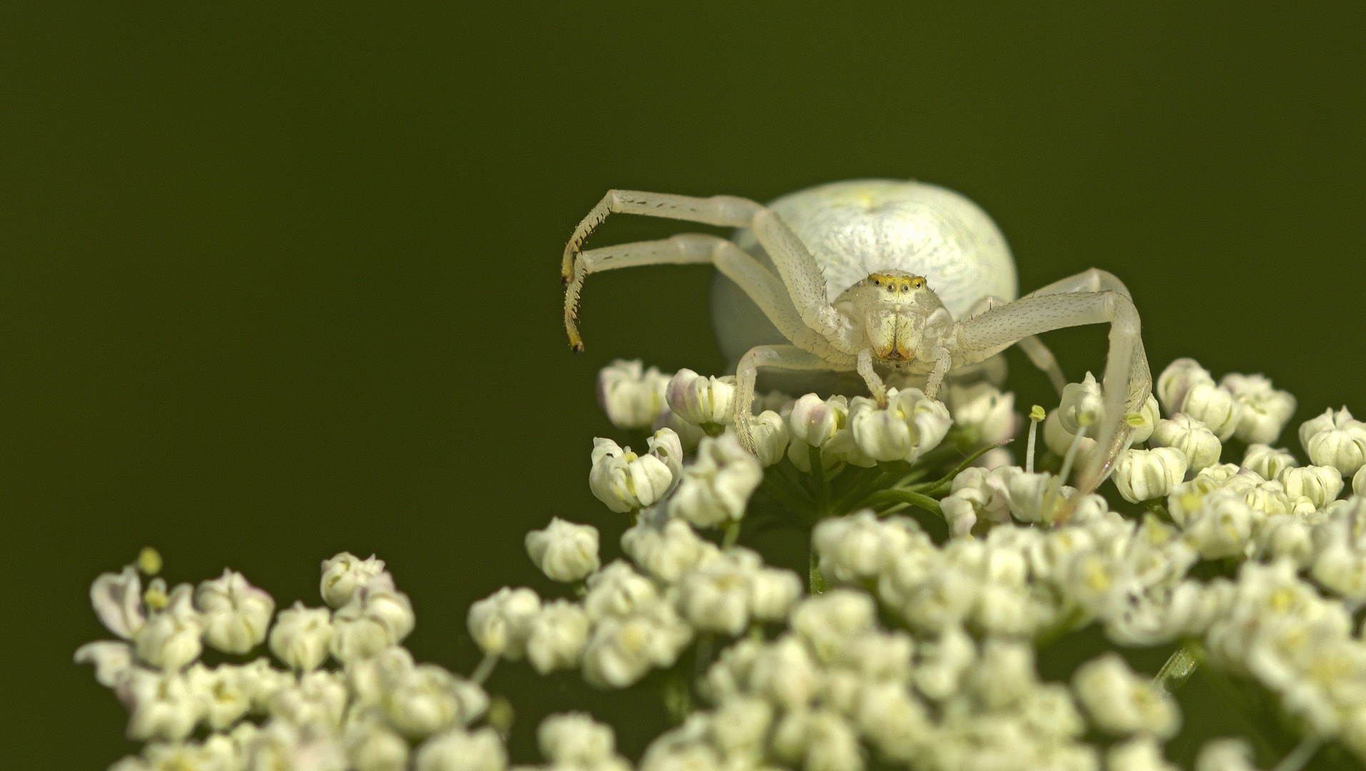 Veränderliche Krabbenspinne (Misumena vatia)