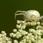 Veränderliche Krabbenspinne (Misumena vatia)