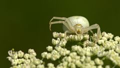 Veränderliche Krabbenspinne (Misumena vatia)