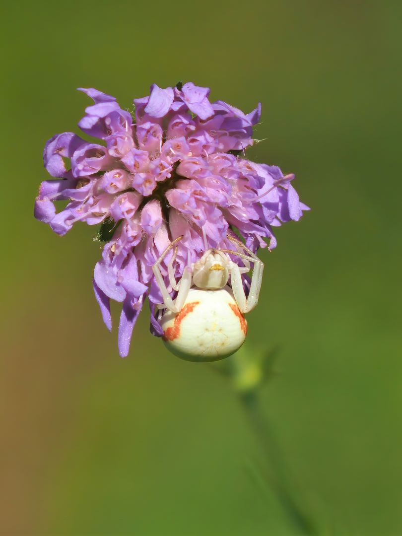 Veränderliche Krabbenspinne (Misumena vatia)