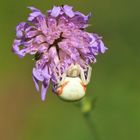 Veränderliche Krabbenspinne (Misumena vatia)