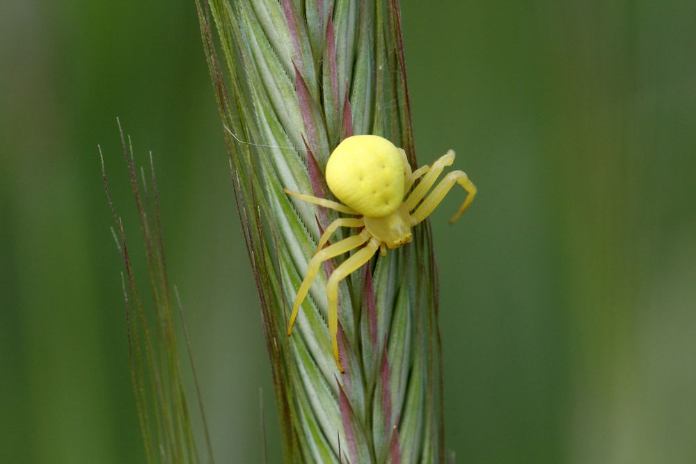 Veränderliche Krabbenspinne (Misumena vatia)