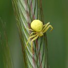 Veränderliche Krabbenspinne (Misumena vatia)