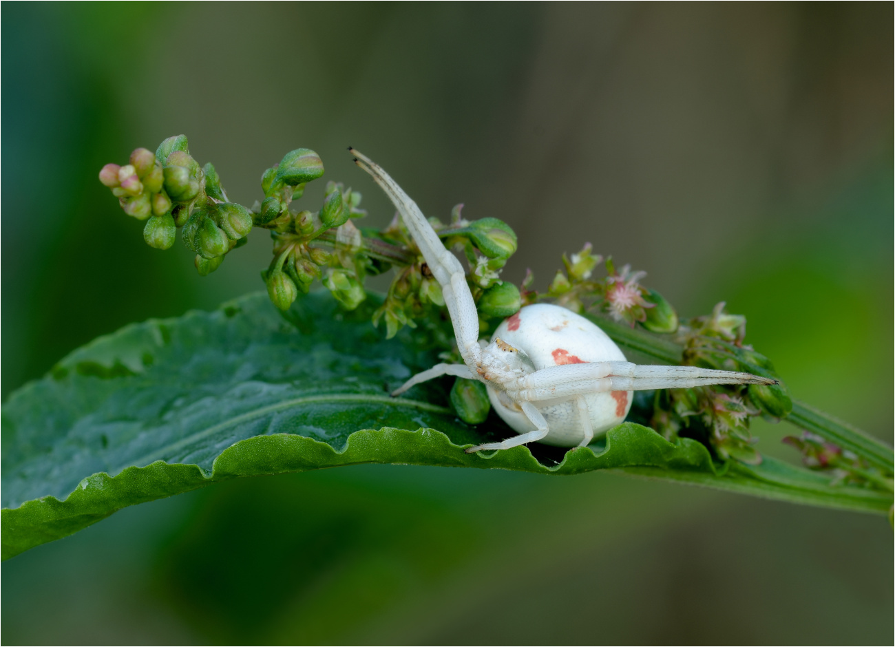 Veränderliche Krabbenspinne (Misumena vatia)