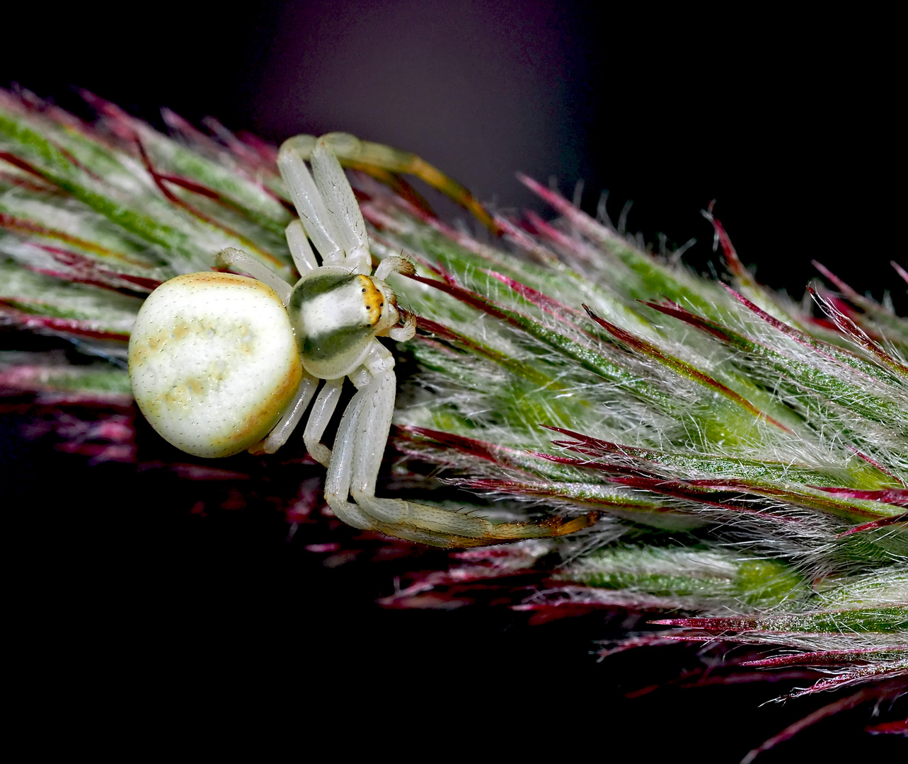 Veränderliche Krabbenspinne (Misumena vatia) 