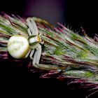 Veränderliche Krabbenspinne (Misumena vatia) 