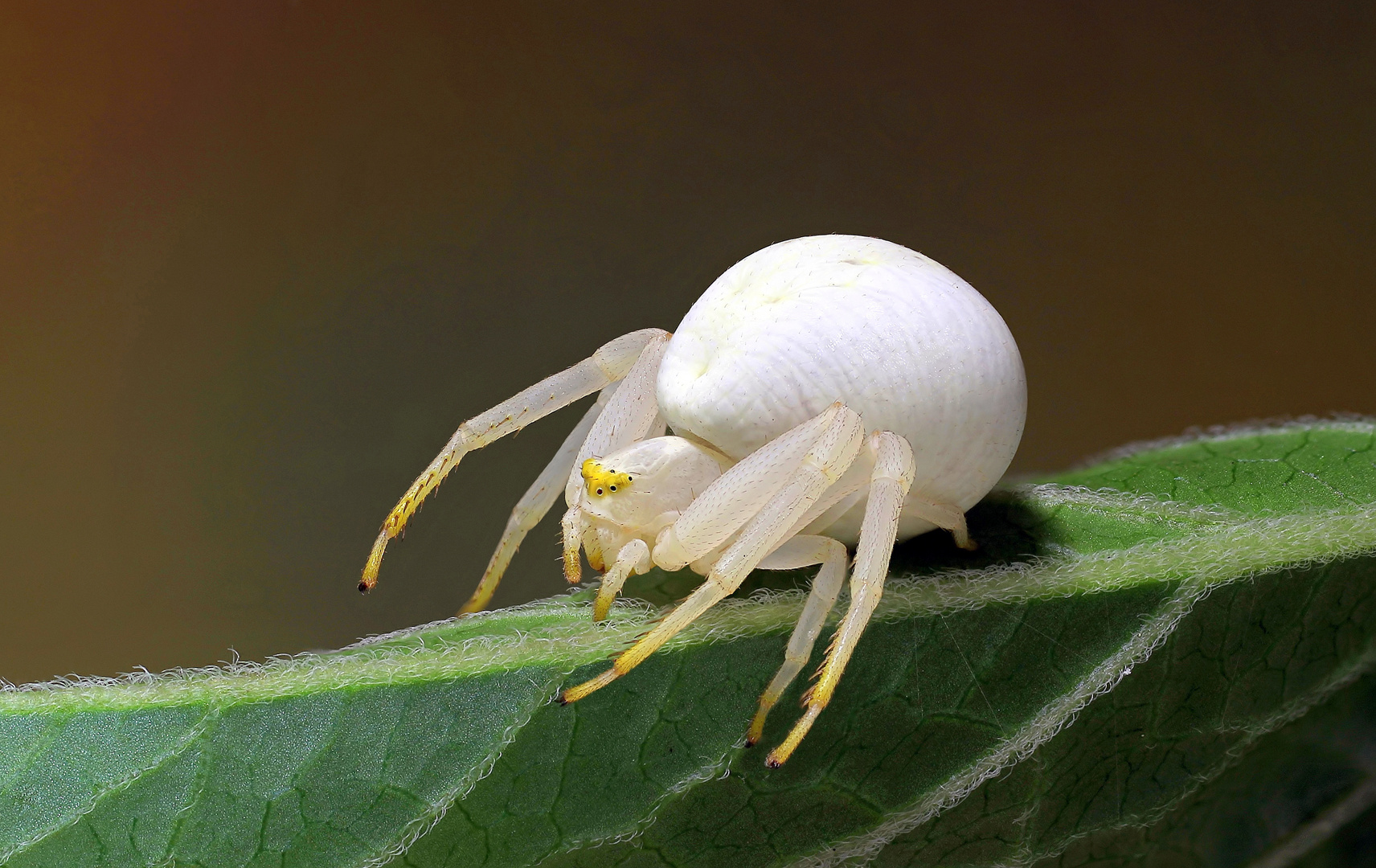 Veränderliche Krabbenspinne (Misumena vatia)