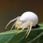 Veränderliche Krabbenspinne (Misumena vatia)