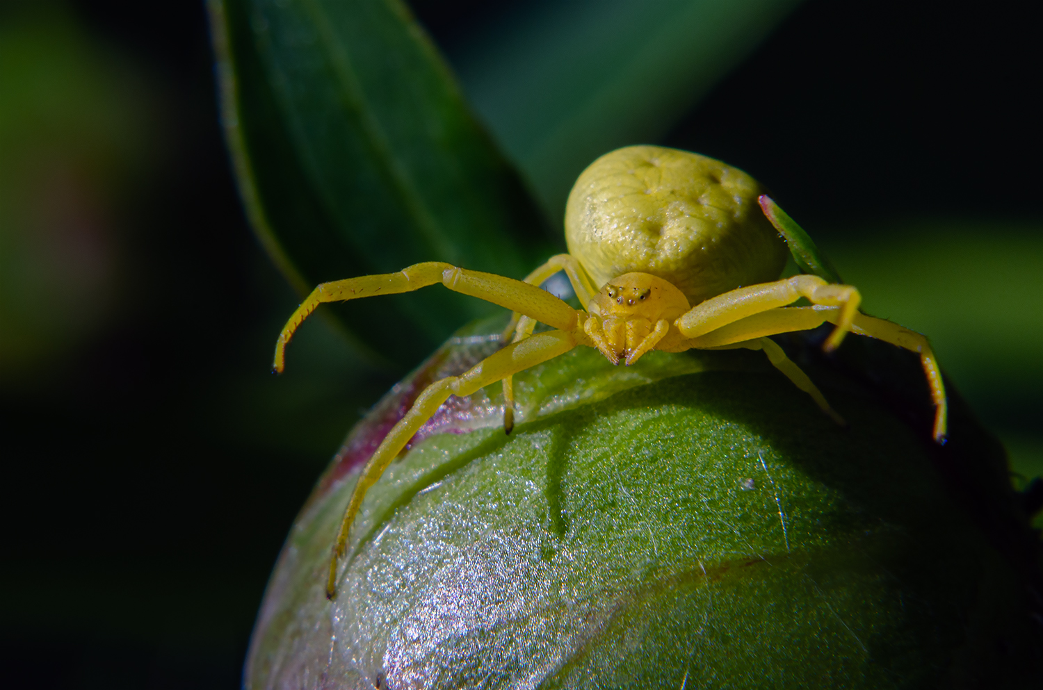 Veränderliche Krabbenspinne (Misumena vatia)